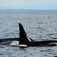 Illustration for article titled The Ultimate Proof That Keeping Orca Whales In Captivity Is Monstrous
